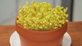 How to Grow Bean Sprouts at Home